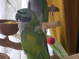 Male and female Derdyan parakeets