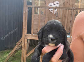 Working cocker spaniel pups
