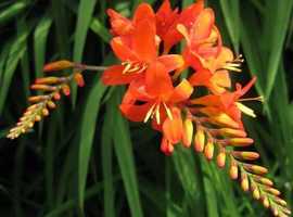 FREE! Orange Monbretia