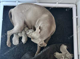 Stunning weimaraner pups born 5-6th may