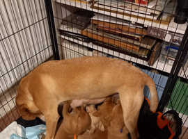 5 Labrador puppies for sale. Born on Christmas  day