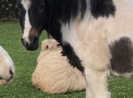 12hh mare mountain pony for sale
