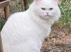 Turkish Angora Male