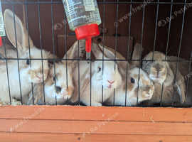 English lop mix dot baby rabbits