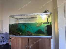 Musk turtles