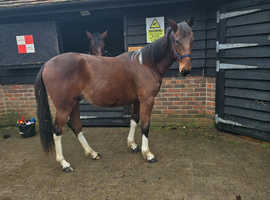 Standard breed gelding