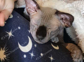 Very small Sphynx kitten