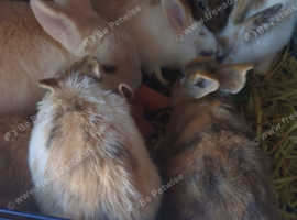 Baby rabbits