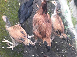 Aseel chicken for sale