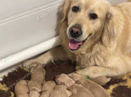 KC Reg Golden Retriever Girls- Health Tested Parents