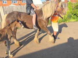 Brood mare with colt foal at foot