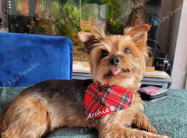 6 year old Archie