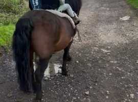 Registered Dartmoor Pony