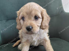 Cavapoo puppies
