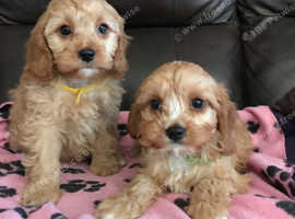 Stunning cavapoo puppies