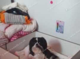 puppys ...