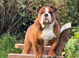 English bulldog 2024 puppies price