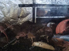 Giant African Snails