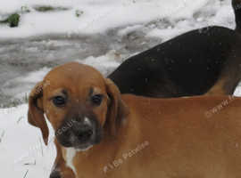 2 beagle x for sale, 1 boy 1 girl