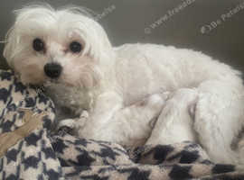 Gorgeous Tiny Maltese Puppies