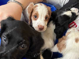 2 GIRLS. COCKER SPANIELS. READY TO LEAVE NOW.