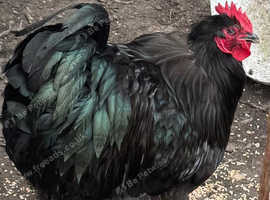 Pair black Orpingtons