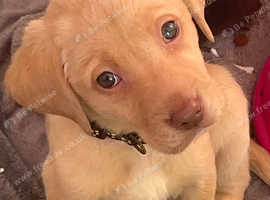 Vet checked ready now Labrador puppies super cute Bristol