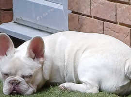 KC male platinum Frenchie