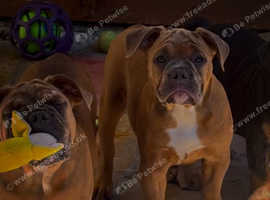 Olde English Bulldog X3 female pups