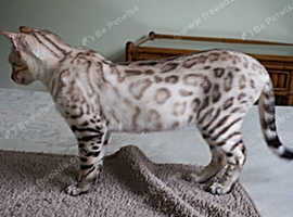 Snow Bengal Girl Active Registered