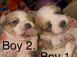 3 beautiful little shih tzu x pups (ready around 9th June)