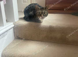 Beautiful Cat