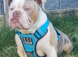 Male Olde English Bulldogge