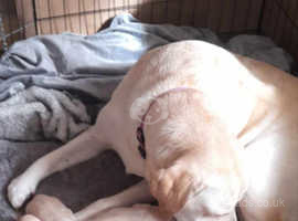 beautiful yellow lab  only1 left
