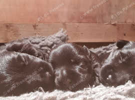 KC Quality Scottish Terrier Puppies