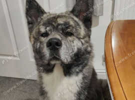 Japanese Akita/Shiba inu for rehoming