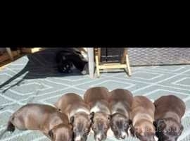5 Italian greyhound ikc reg pups