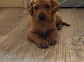 Fox red health checked Labrador pups