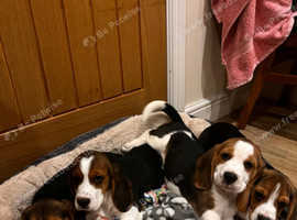 Beautiful Beagle puppies