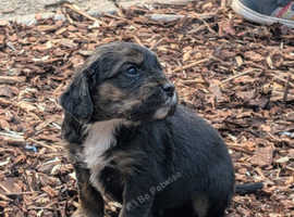 Golden retriever x cocker spaniel