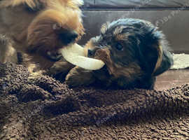 Puppy Yorkshire Terrier ready for forever home
