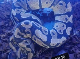 Royal Python CB23 Yellowbelly or Spark
