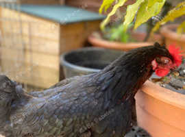 2 chicken and a free cage