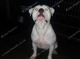 British bulldog 2024 cross staffy