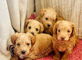 Schnoodle puppies