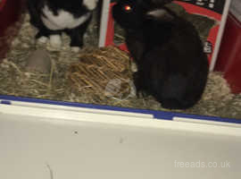 Two friendly female bunnies