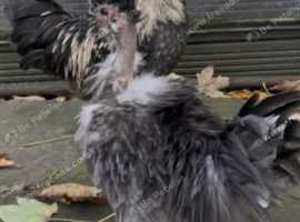 2  Silkie Naked neck x Frizzle Poland