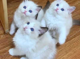 Tica Purebred Ragdoll Kittens Bicolor, Point, Seal