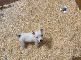Jack Russell puppie, pup girl
