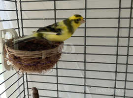 Two virile healthy, home-bred Fife cock canaries for sale.